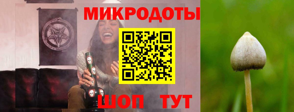 Псилоцибиновые грибы Psilocybe Кохма